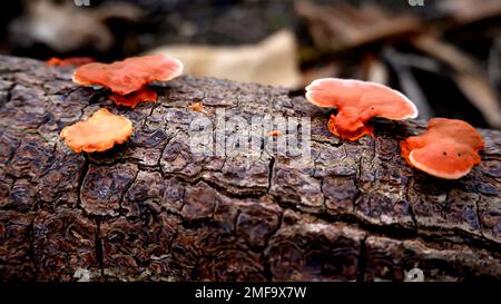 Piante di funghi selvatici arancioni vive su legno di Serut Morto Foto Stock