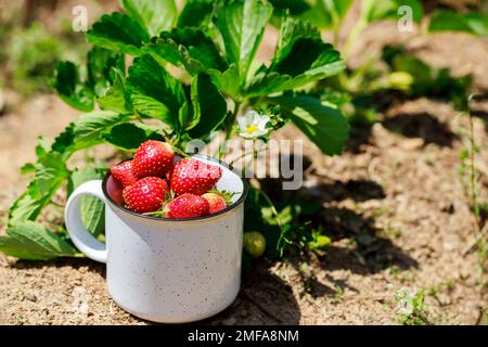 Fragole mature e yummy coltivate in giardino. Foto Stock
