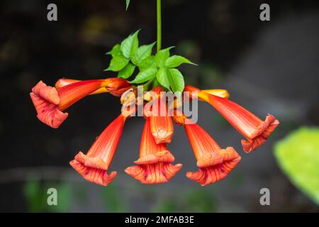 Fiori rossi di Campsis grandiflora lungo la strada in fiore durante l'estate su sfondo scuro. Campsis grandiflora, comunemente conosciuto come il cinese Foto Stock