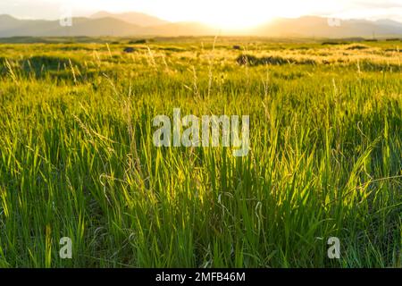 Prato del tramonto - tramonto di primavera in un prato di montagna. South Table Mountain Park, Denver-Golden-Lakewood, Colorado, Stati Uniti. Foto Stock