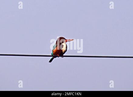 Ahmedabad, India. 22nd Jan, 2023. L'uccello di Kingfisher con gola bianca è appollaiato su un filo vicino al santuario degli uccelli di Thol. Il THOL Bird Sanctuary è una zona umida e un habitat importante per l'Unione internazionale per la conservazione della natura (IUCN) specie minacciate e sostiene più di ventimila uccelli acquatici durante l'inverno. La zona umida ospita regolarmente più di cinquemila Glossy Ibis nella stagione migratoria. Credit: SOPA Images Limited/Alamy Live News Foto Stock