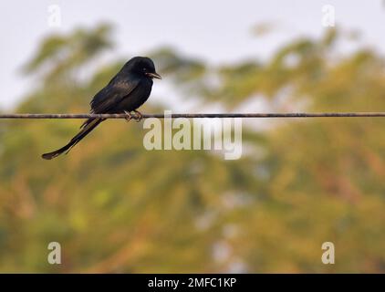 Ahmedabad, India. 22nd Jan, 2023. Un uccello nero drongo è arroccato su un filo vicino al santuario degli uccelli di Thol. Il THOL Bird Sanctuary è una zona umida e un habitat importante per l'Unione internazionale per la conservazione della natura (IUCN) specie minacciate e sostiene più di ventimila uccelli acquatici durante l'inverno. La zona umida ospita regolarmente più di cinquemila Glossy Ibis nella stagione migratoria. Credit: SOPA Images Limited/Alamy Live News Foto Stock