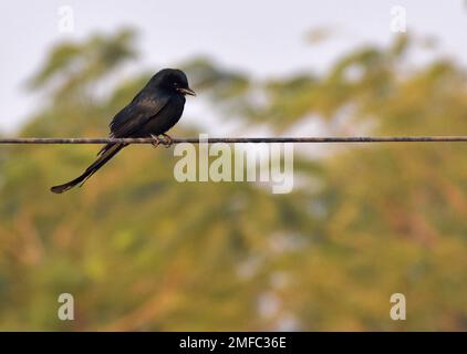 Ahmedabad, India. 22nd Jan, 2023. Un uccello nero drongo è arroccato su un filo vicino al santuario degli uccelli di Thol. Il THOL Bird Sanctuary è una zona umida e un habitat importante per l'Unione internazionale per la conservazione della natura (IUCN) specie minacciate e sostiene più di ventimila uccelli acquatici durante l'inverno. La zona umida ospita regolarmente più di cinquemila Glossy Ibis nella stagione migratoria. (Foto di Ashish Vaishnav/SOPA Images/Sipa USA) Credit: Sipa USA/Alamy Live News Foto Stock