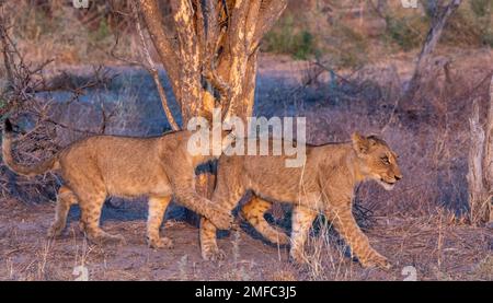 I cuccioli di leoni giocano sotto un albero sulla savana africana Foto Stock