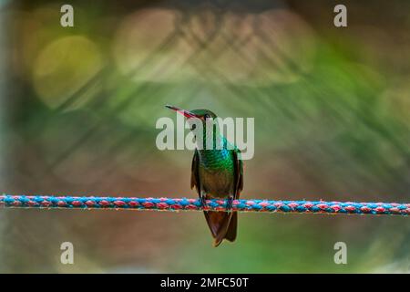 Colibrì a coda di rondine Rufous che riposa su una linea di abbigliamento. Il colibrì dalla coda rufosa è un colibrì di medie dimensioni negli 'smeraldi', tribù Trochilini Foto Stock