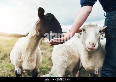 Assicuratevi di non mangiare troppo velocemente. un giovane agricoltore maschio irriconoscibile che mangia le sue pecore a mano fuori in una fattoria durante il giorno. Foto Stock