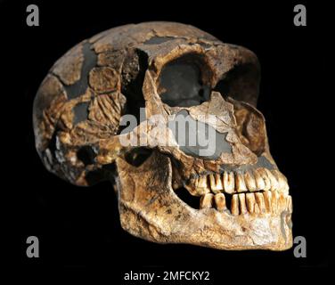 Homo neandertalensis cranio da la Ferrassie in Francia Europa. Foto Stock