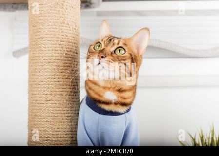 Il gatto domestico nei vestiti gioca con un albero del gatto nel paese. Foto Stock