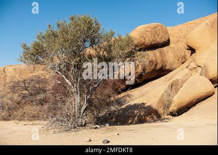 Il deserto namibiano vicino Spitzkoppe, nel tardo pomeriggio. Foto Stock