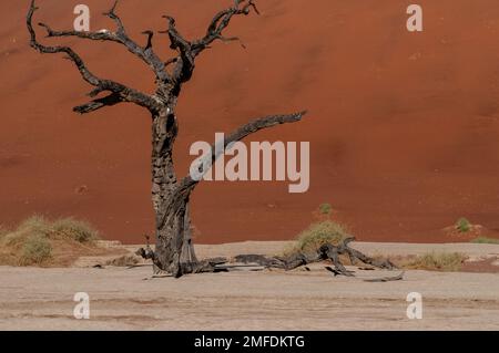 Foto paesaggistica degli iconici alberi morti della zona namibia di deadvlei. Foto Stock