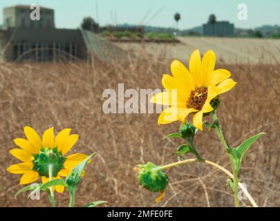 ENCINO, California – Un girasole comune cresce lungo un percorso a piedi presso la Sepulveda Dam Recreational Area 19 agosto a Encino, California. Altre piante autoctone identificate a e vicino al bacino idrico includono Fremont cottonwood, salice di sabbia, grasso di muli, quercia viva della costa, grano saraceno della California e pennello di coyote. (Foto di Robert DeDeaux, Los Angeles District PAO) Foto Stock