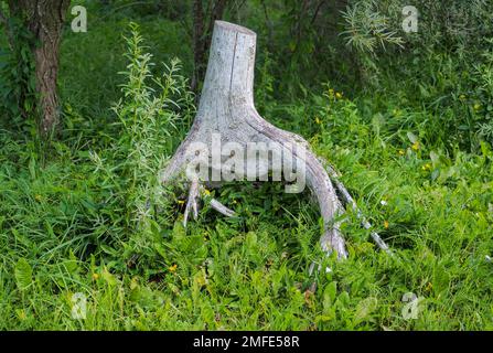 Albero morto di ceppo in foresta. interessante, bello. Questo ha un tracciato di ritaglio. Foto di alta qualità per lo sfondo. Foto Stock