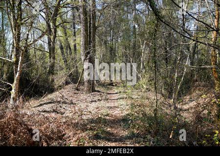 Percorso nel parco naturale nella pineta di hostens in Gironde Francia Foto Stock