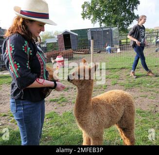 fattoria alpaca Foto Stock