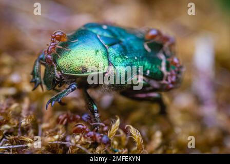 Macro foto di un faver di rosa verde che lotta per la sua vita con formiche di fuoco Foto Stock