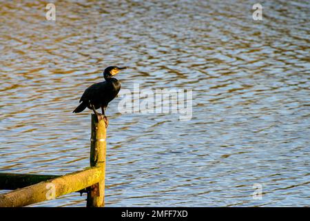 Cormorano nero seduto in un palo di legno su un lago Foto Stock