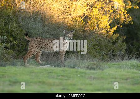 Giovane lince iberica in una foresta di querce mediterranee con la prima luce dell'alba Foto Stock