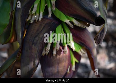 Un primo piano di fiori di banana dove le ovaie di piante stanno crescendo in frutti di banana Foto Stock