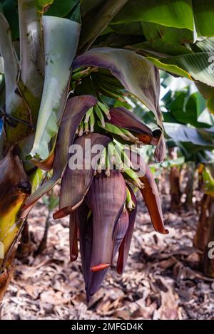 Un primo piano di fiori di banana dove le ovaie di piante stanno crescendo in frutti di banana Foto Stock