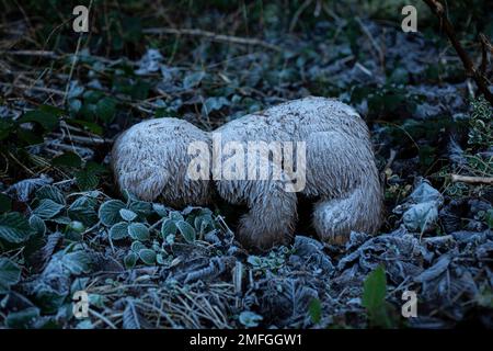 Un orsacchiotto abbandonato coperto di ghiaccio pesante e gelo si trova a faccia in giù su un pavimento frondoso. Foto Stock