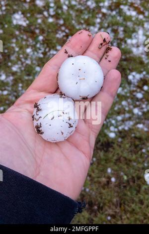 grande grandine sulla palma umana primo piano dopo la tempesta di grandine Foto Stock