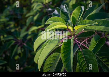 Incandescente alla luce del sole foglie fresche di ombu o phytolacca dioica Foto Stock