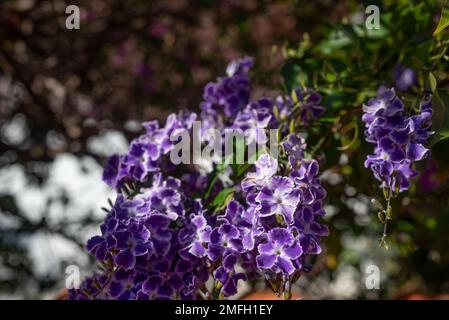 Fiori di lilla o lavanda di gocce d'oro, lucernario o duranta erecta Foto Stock