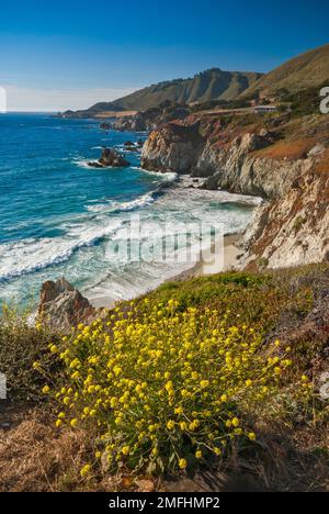 Scogliere, fiori di charlock, vicino al Rocky Creek Bridge sull'autostrada 1, Big sur, California, Stati Uniti Foto Stock