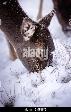 Ritratto di daino bruno su un campo di neve bianco con neve sul naso in Germania in una tempesta di neve Foto Stock