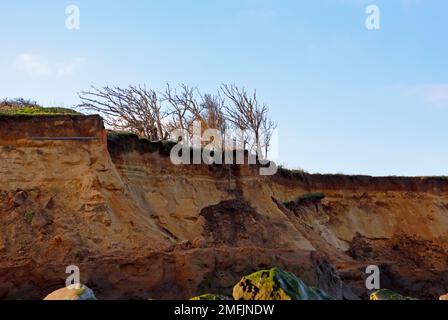 Una vista dell'erosione costiera che colpisce basse scogliere di sabbie glaciali morbide sulla costa del Norfolk orientale a Happisburgh, Norfolk, Inghilterra, Regno Unito. Foto Stock