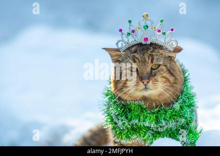 Divertente bello gatto indossando una corona e verde festa tinsel. Concetto di Natale Foto Stock