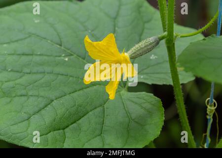 Giovani verdure di cetrioli verdi appese su liane di piante di cetriolo in casa verde. Foto Stock