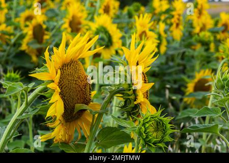 un giovane girasole inaperto cresce in un campo. concetto di coltivazione di girasole. Foto Stock