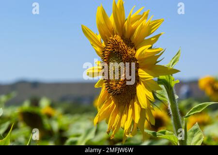 un giovane girasole inaperto cresce in un campo. concetto di coltivazione di girasole. Foto Stock