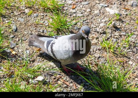 Piccione sull'erba. Pollame e piante. Piccione della città nel parco. Un uccello. Foto Stock