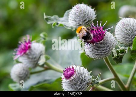 Bumblebee raccoglie nettare in fiore di burdock. L'insetto sta strisciando sui fiori. Foto Stock