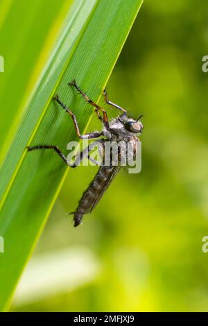 Primo piano su un predatore comune awl robberfly Neoitamus cyanurus seduto su una foglia verde. Foto Stock