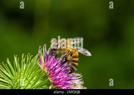 Bee su germogli di burdock di minore entità, vista ravvicinata con messa a fuoco selettiva in primo piano. Foto Stock