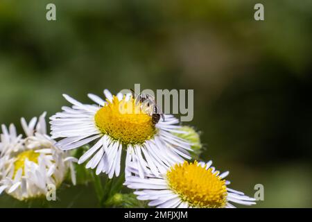 Primo piano di una piccola ape selvatica su fiore annuale di Fleabane Erigeron annuus. Foto Stock