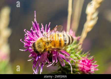 Bee su germogli di burdock di minore entità, vista ravvicinata con messa a fuoco selettiva in primo piano. Foto Stock