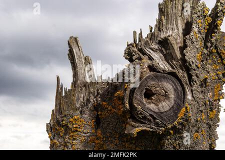 Primo piano di un albero spesso spezzato sullo sfondo del cielo con le nuvole. L'albero era già deputrito ed era coperto di lichene. Foto Stock