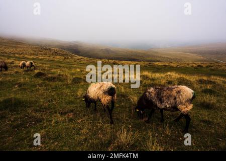 Capre che pascolano sul prato lungo il Camino de Santiago nei Pirenei francesi Foto Stock