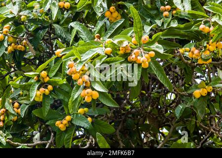 Un albero di Loquat (Eriobotrya japonica) con frutti, coltivato nel Parco Archeologico, nel tardo barocco di Siracusa. Foto Stock