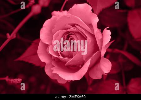 Rosa singola di colore magenta viva. Fiore perfetto Foto Stock