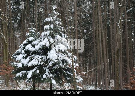 Due Fir di fronte a una foresta di pini Foto Stock