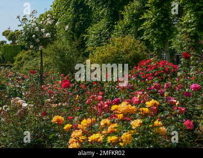 Rose confine a Château de Mesnil Geoffroy Foto Stock