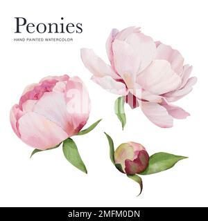 Peonie acquerello. Peonie rosa disegnate a mano su sfondo bianco. Foto Stock