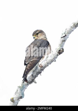 Merlin (Falco colombarius) un piccolo falco isolato su sfondo bianco arroccato su un ramo di caccia in inverno. Foto Stock