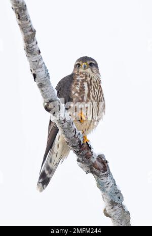 Merlin (Falco colombarius) un piccolo falco isolato su sfondo bianco arroccato su un ramo di caccia in inverno. Foto Stock