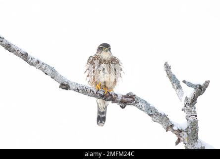 Merlin (Falco colombarius) un piccolo falco isolato su sfondo bianco arroccato su un ramo di caccia in inverno. Foto Stock